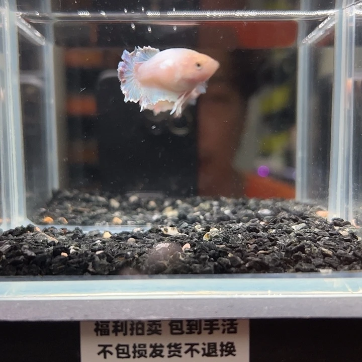 斗鱼竞拍跑单拉黑27号11