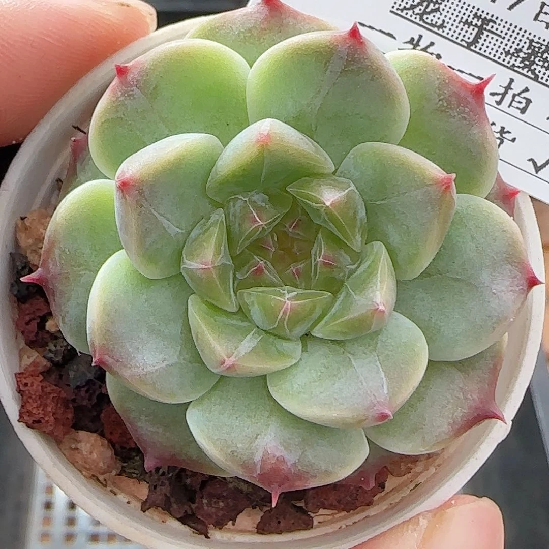 多肉0717-18秘境冰魄