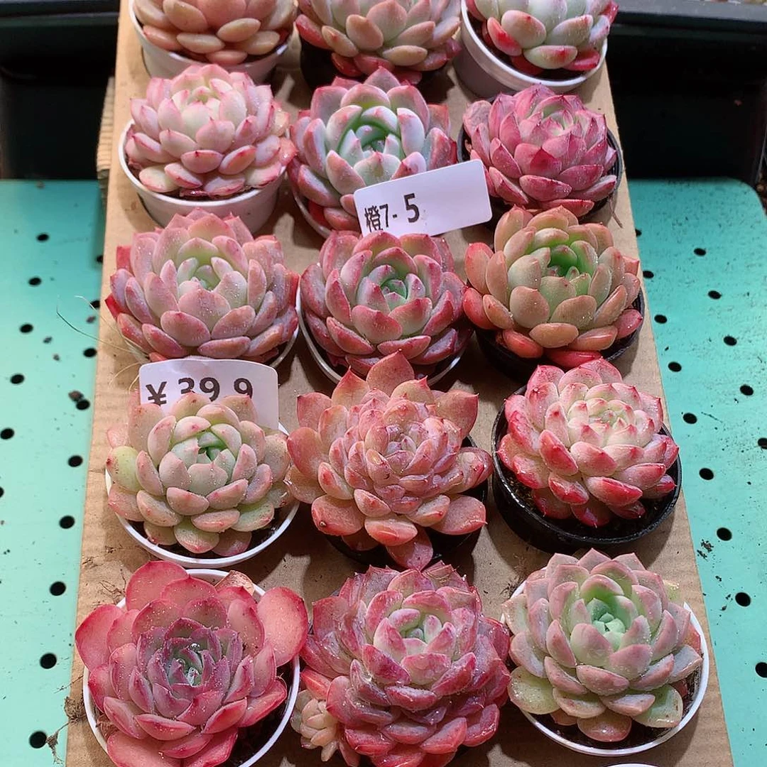 7-5一物一拍带盆18颗