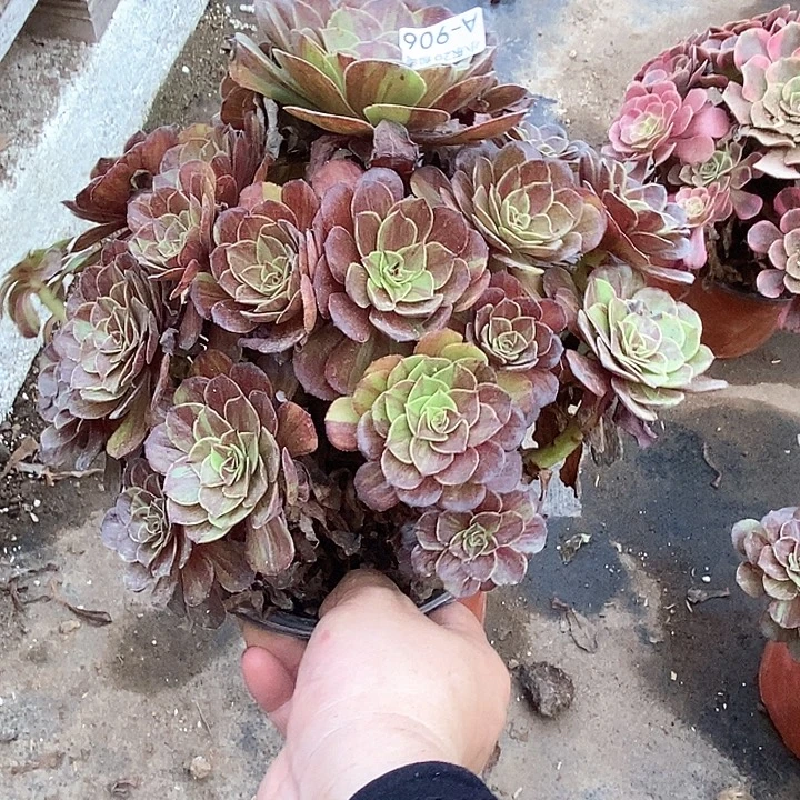 906花月夜多肉植物法师