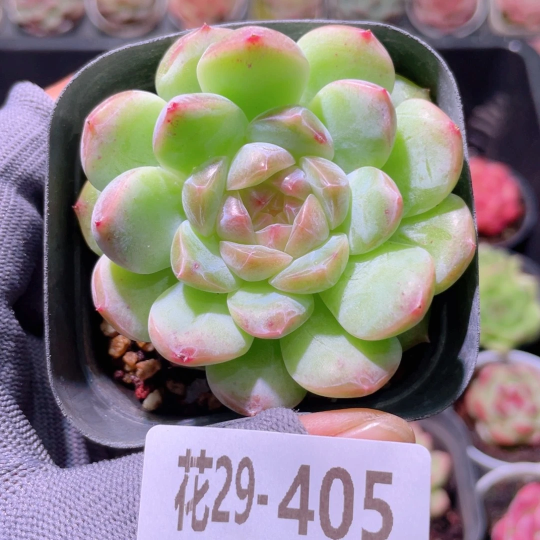 花利美29-405糖心新品