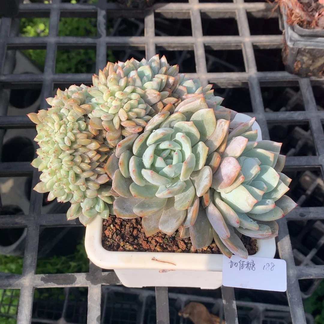 加*糖橙子缀（加佳糖