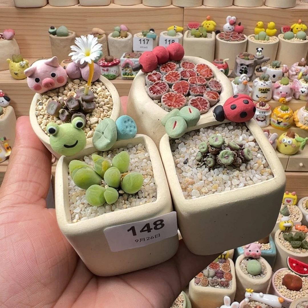 露****多肉植物实付9.9元包邮148号