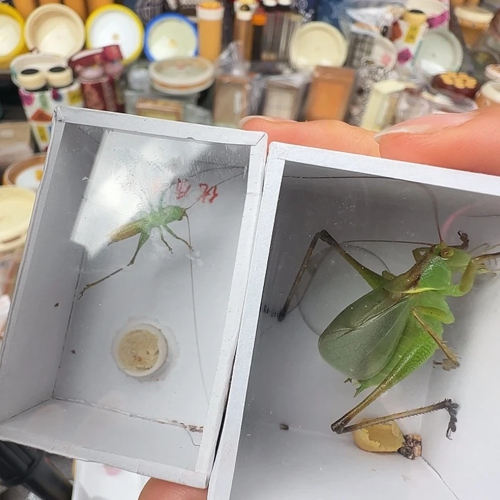 蟋蟀顽皮……扎嘴一只，糖果一只……