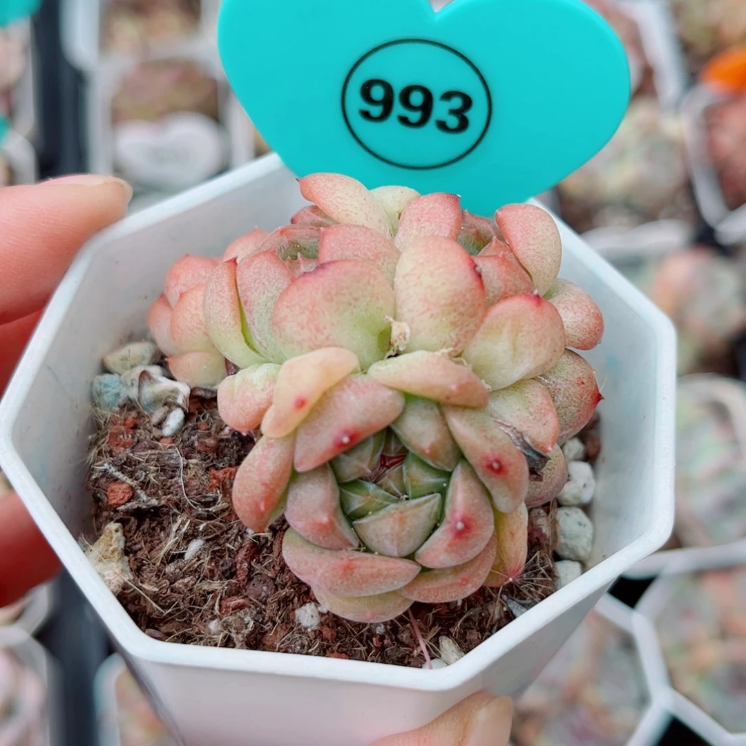 993号小老桩珍妮群6头