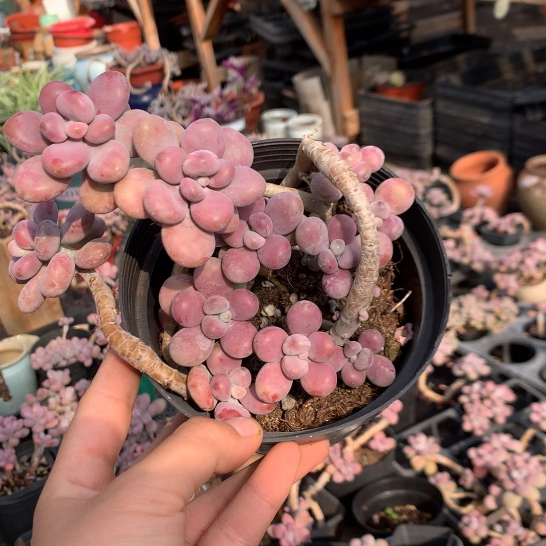 桃蛋老桩不带盆44号