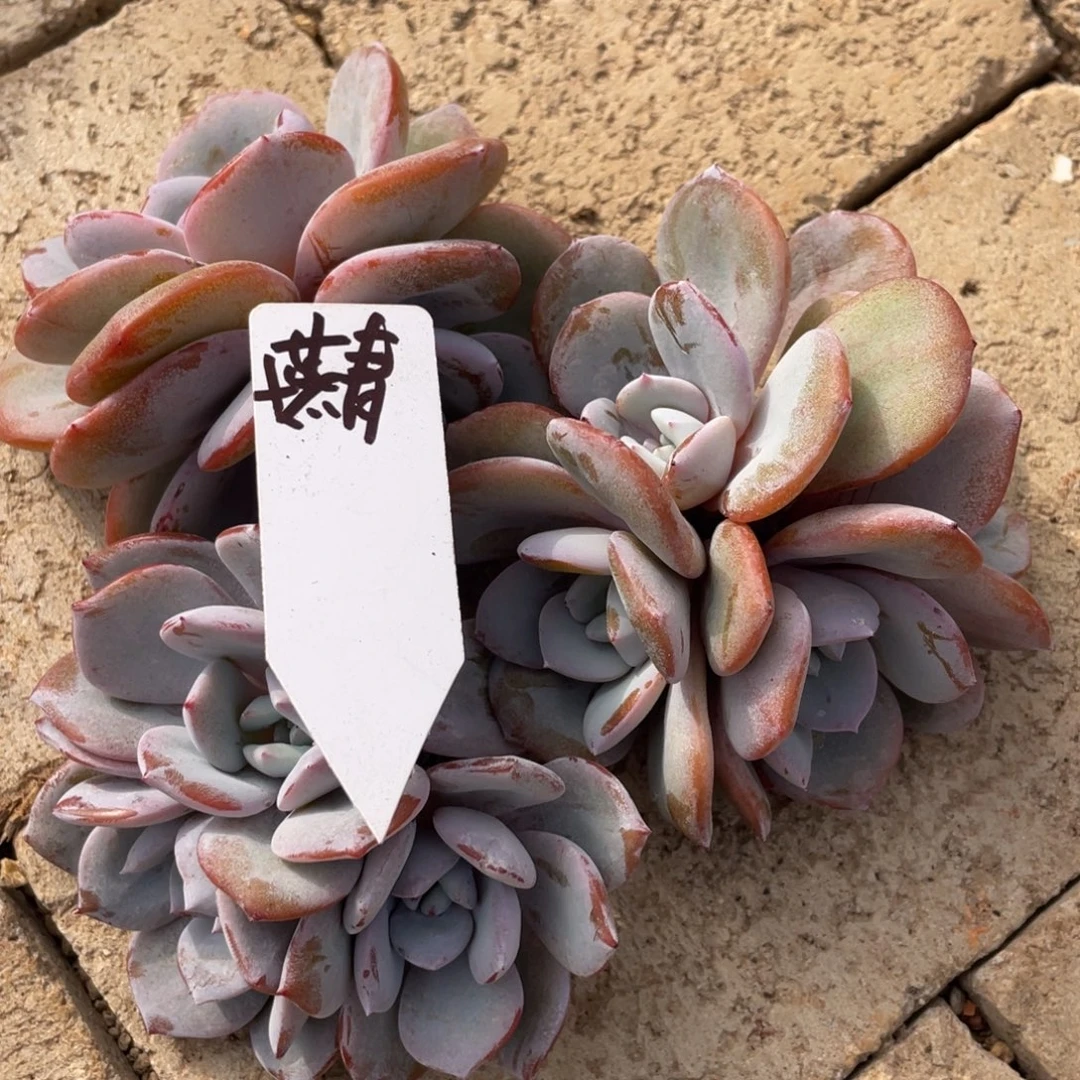 ****青姐姐说要不就是个