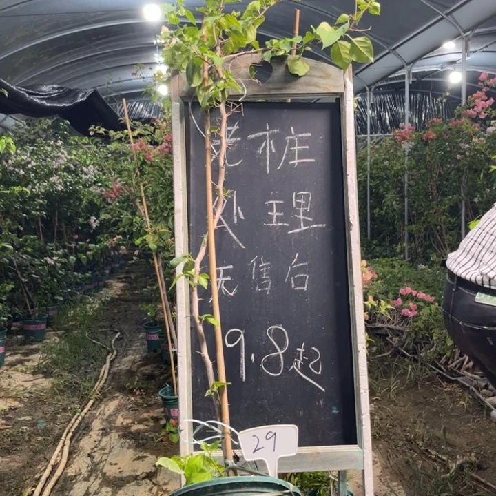 无花朵三角梅三角梅29