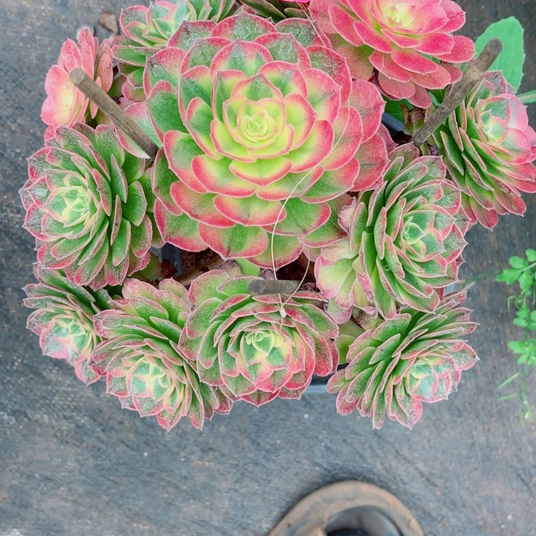 城***铺云南多肉植物寄养发货