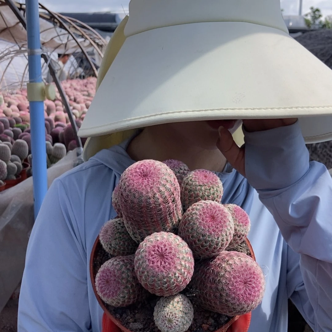 15.20红太阳随机发货