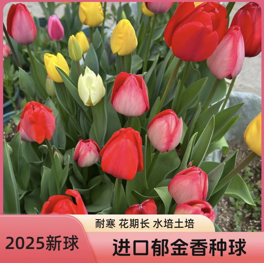 进口郁金香种球耐寒多年生开花爆满四季开花水培土培阳台花盆种植