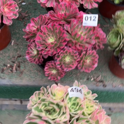 可****494白凤，012铜壶锦