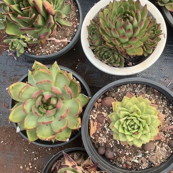 东云五颗。 20。