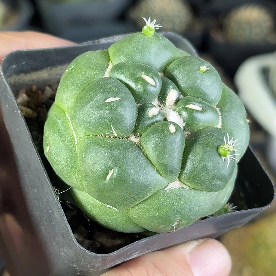 仙人球一物一拍自根21