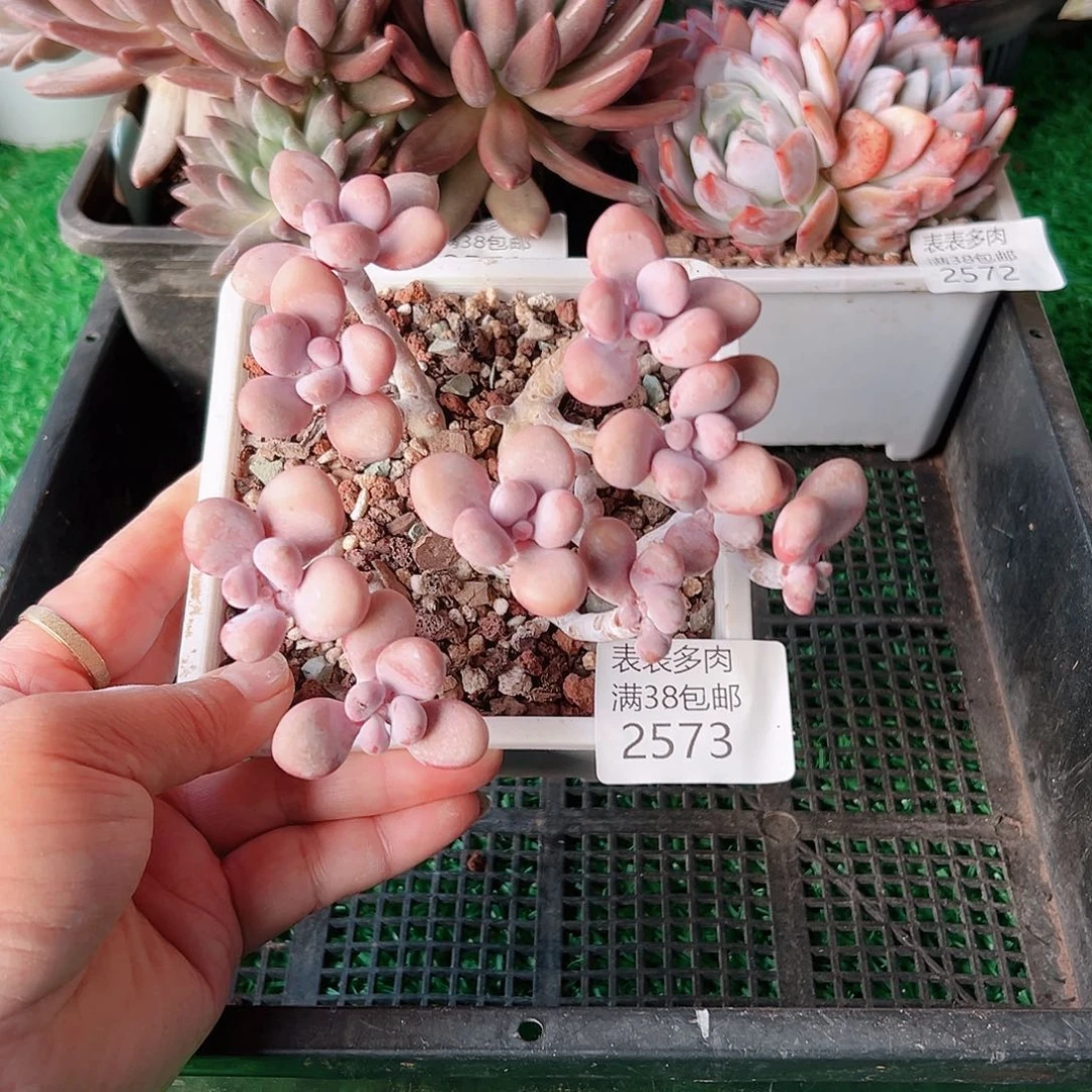 多肉一物一拍植物2573