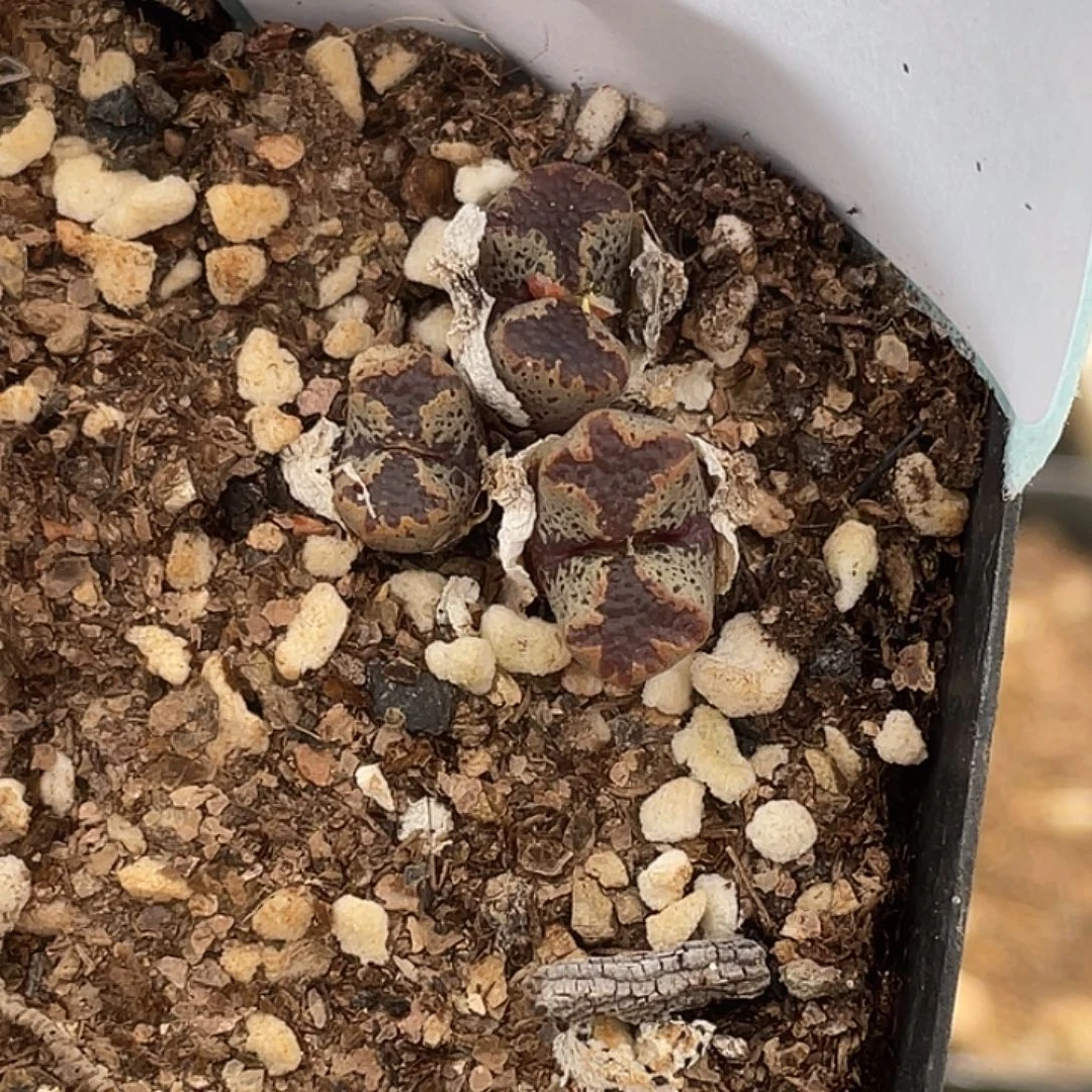 29-68超碟多肉植物