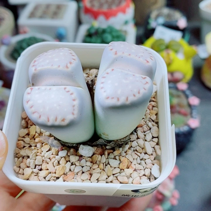 生石花花花花花花花466