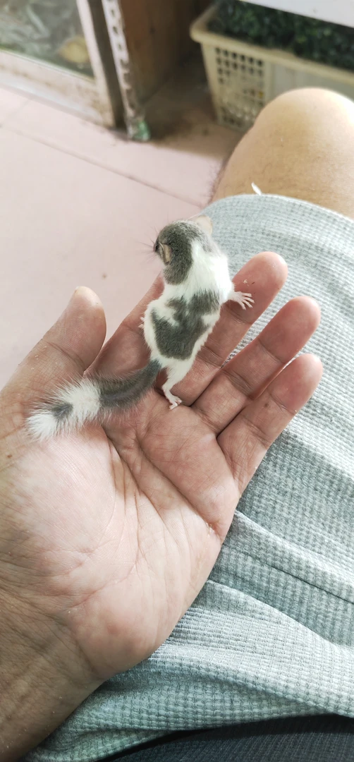 西班牙睡鼠奶牛睡鼠花色睡鼠送盒子