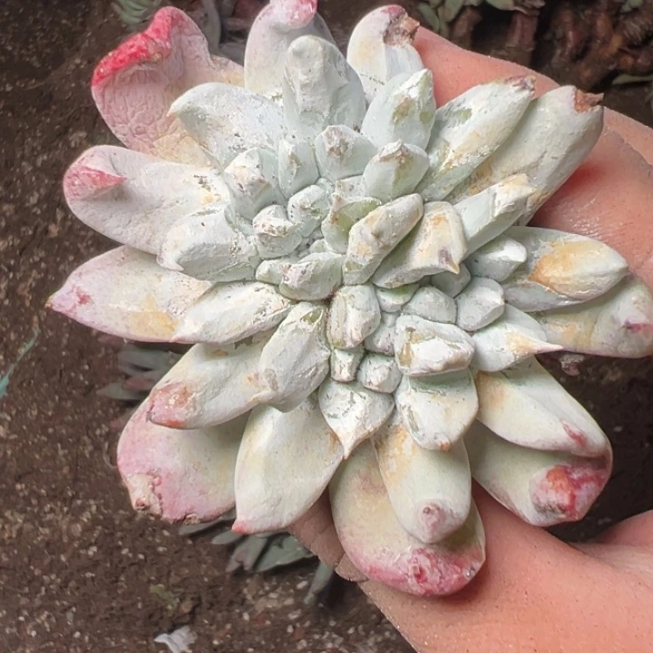 1655哈哈哈哈哈哈哈哈