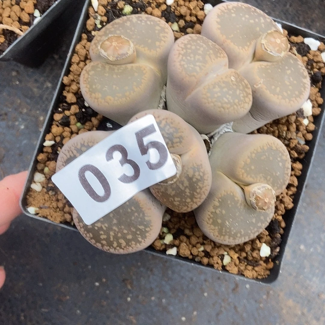 生石花一物一拍6头035