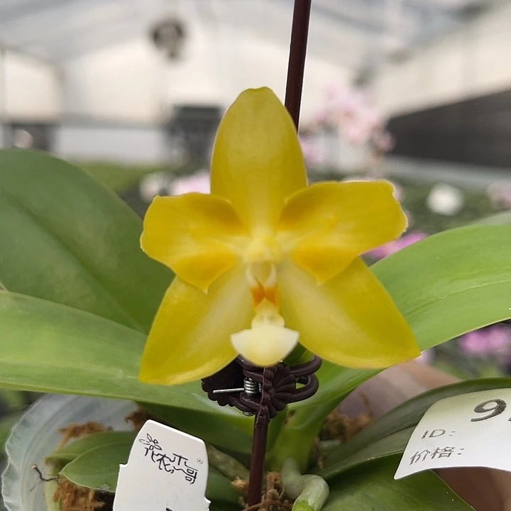 完全开放白河明月 922