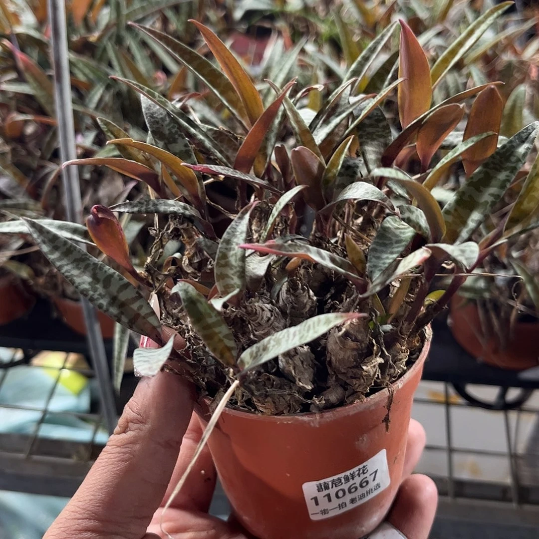 110667一物一拍单