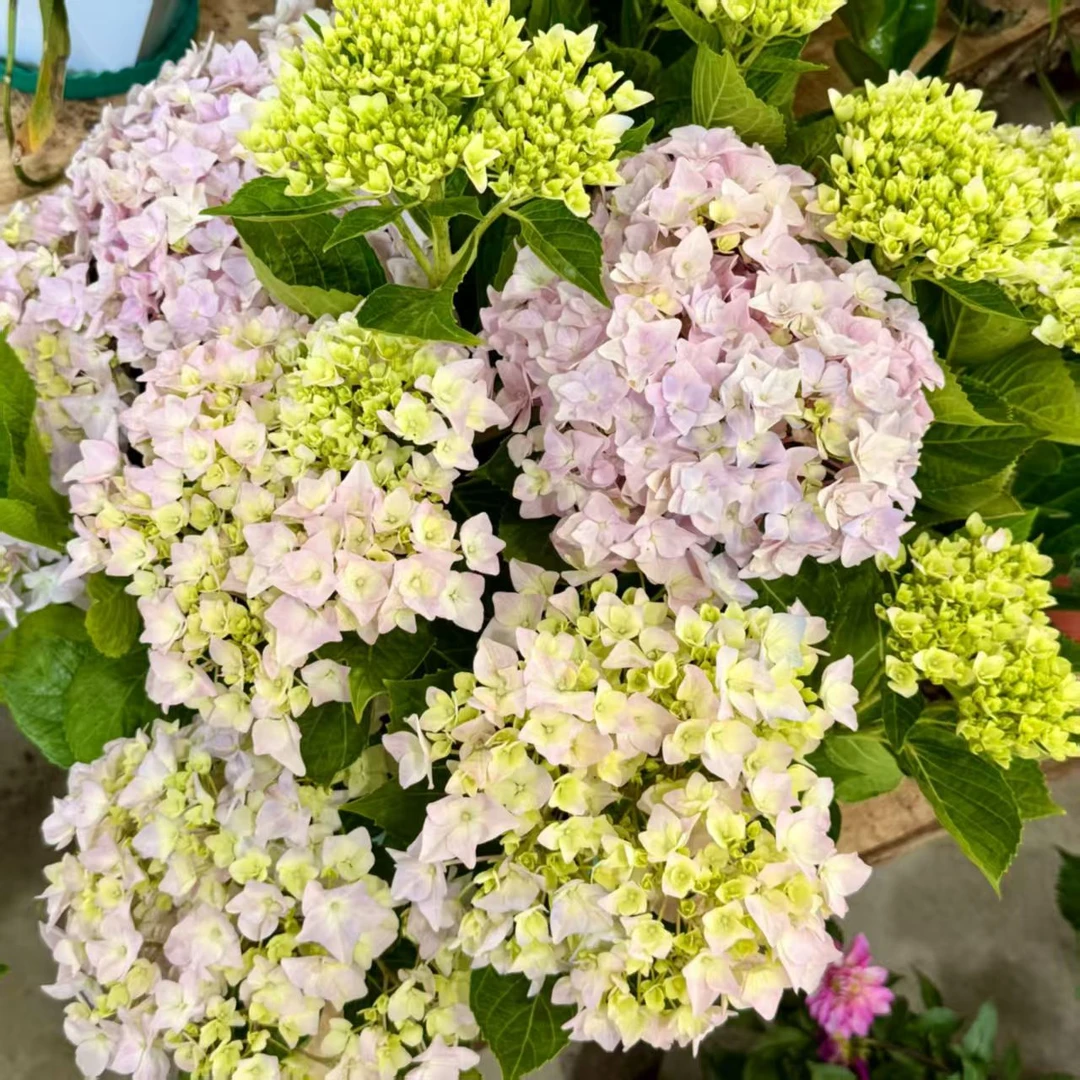 【巨无霸】大花绣球盆栽苗阳台庭院室外养护观赏花卉