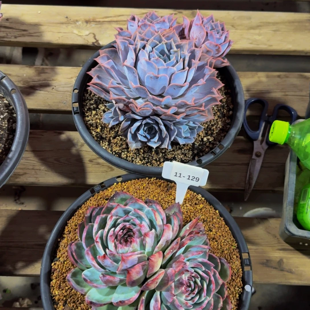 徐***吉11-129两颗组福利不包损