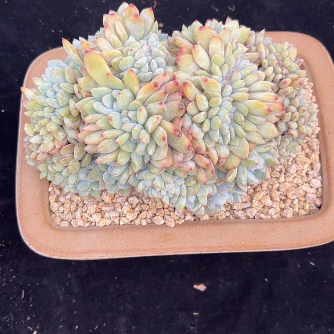 新年快乐 新年快乐