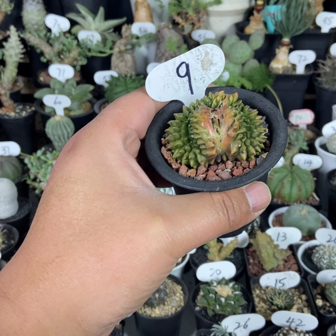 泰貘一个一物一拍