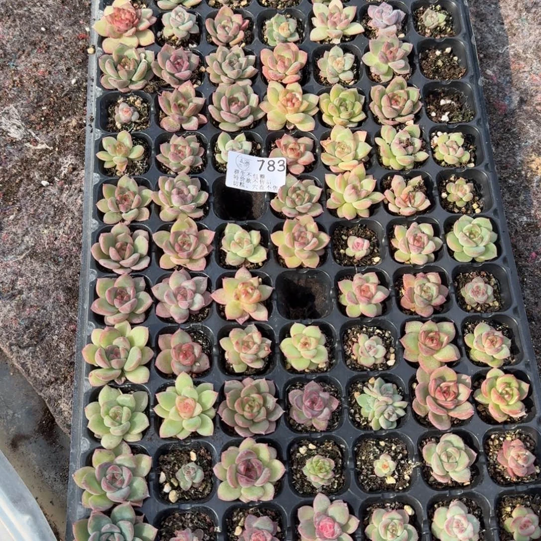 如图783播种麦芽糖一盘不售后