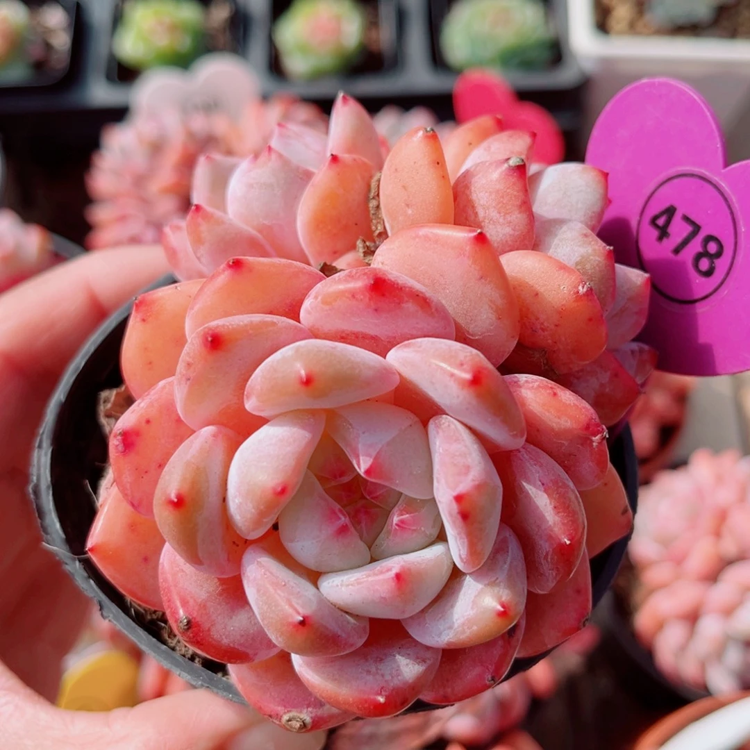 478号小老桩橙梦露群