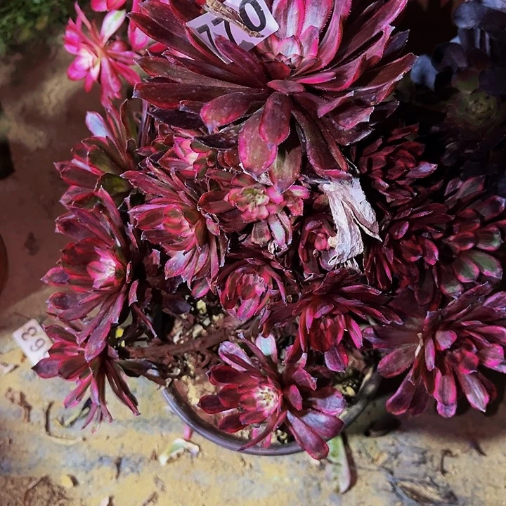 770紫霞多肉植物处理不售后