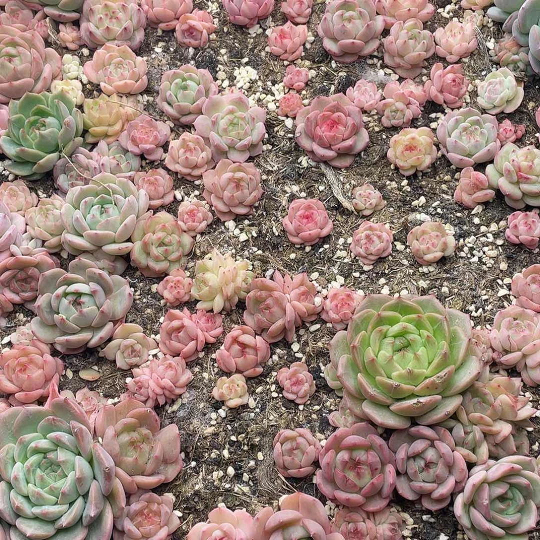 云糖心多肉植物230