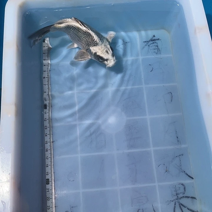 会***鱼蝴蝶鲤鱼渔场直发36