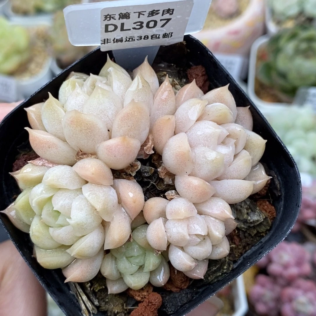 307东篱下多肉植物盆栽