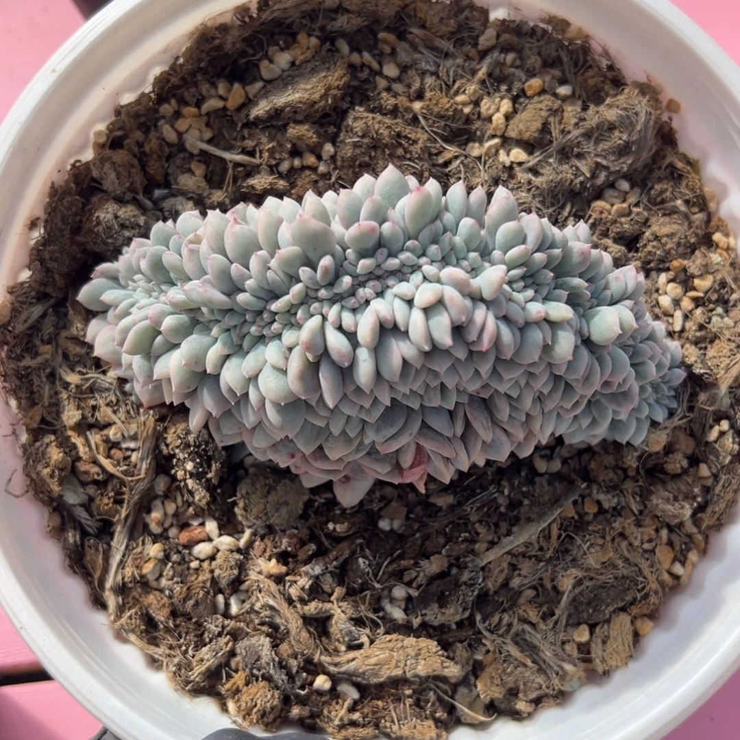 橙梦露锦缀化，覆轮锦大板子