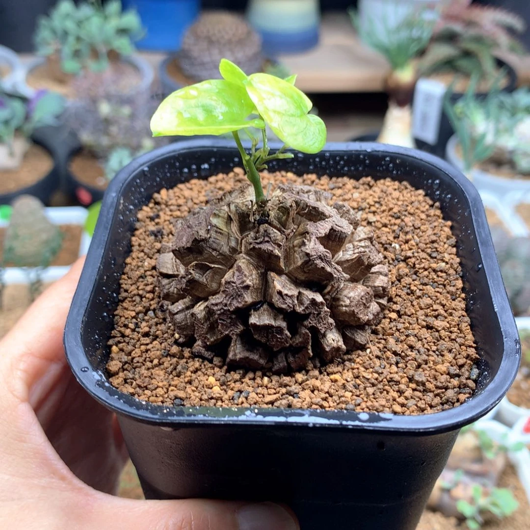 南非龟甲龙带盆4.9cm