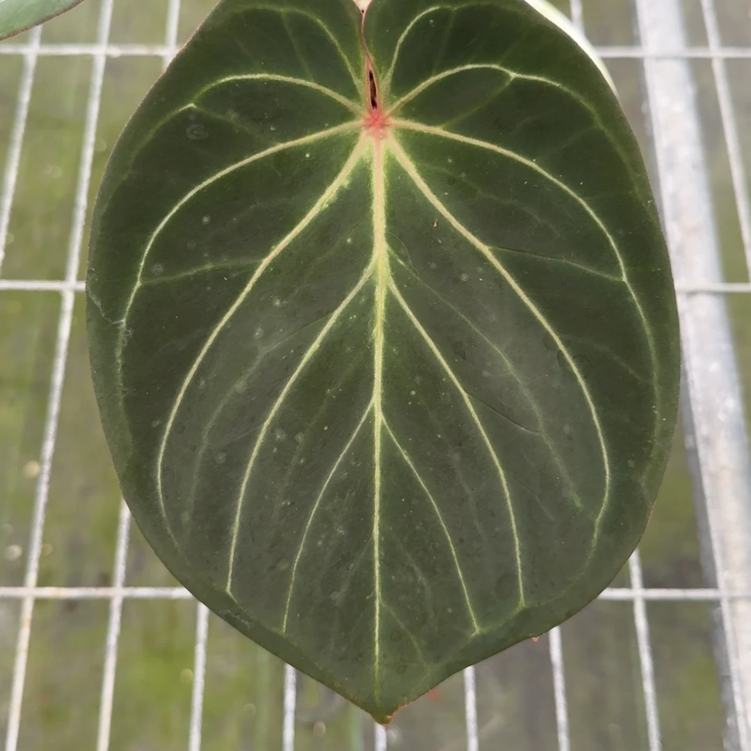不开花植物Kos 大桩