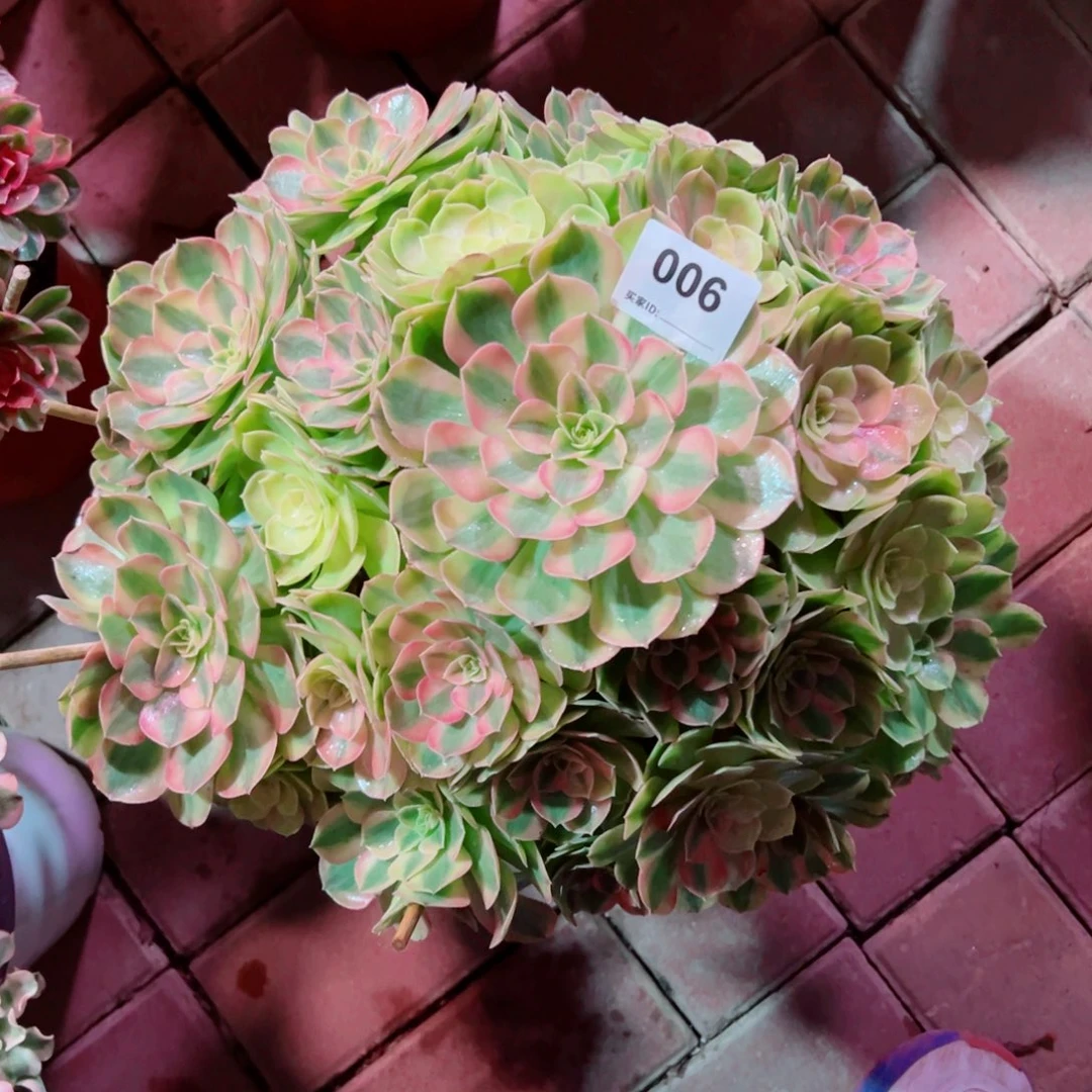 006雨荷轮回法师多肉植物