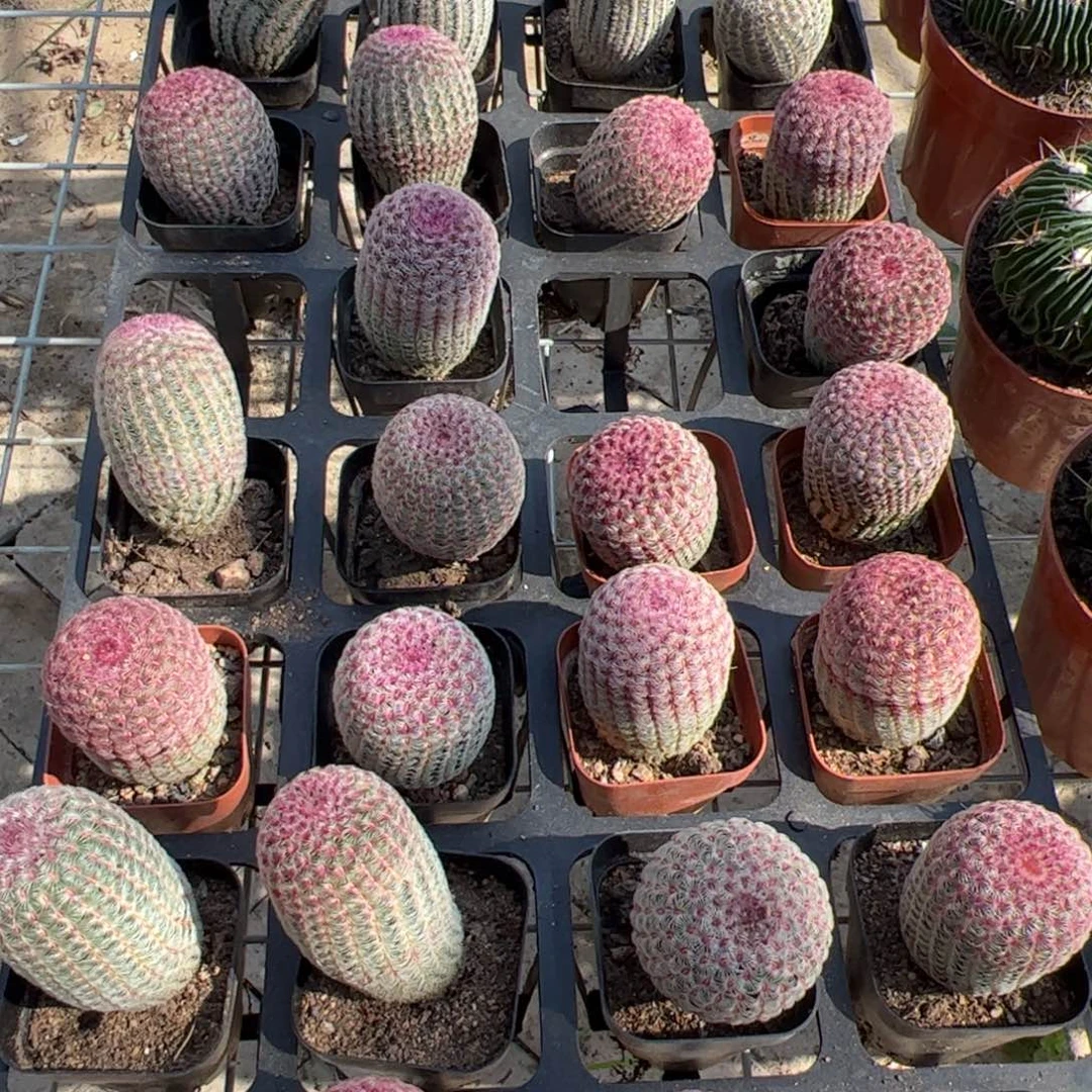 红太阳单头 满三单发货