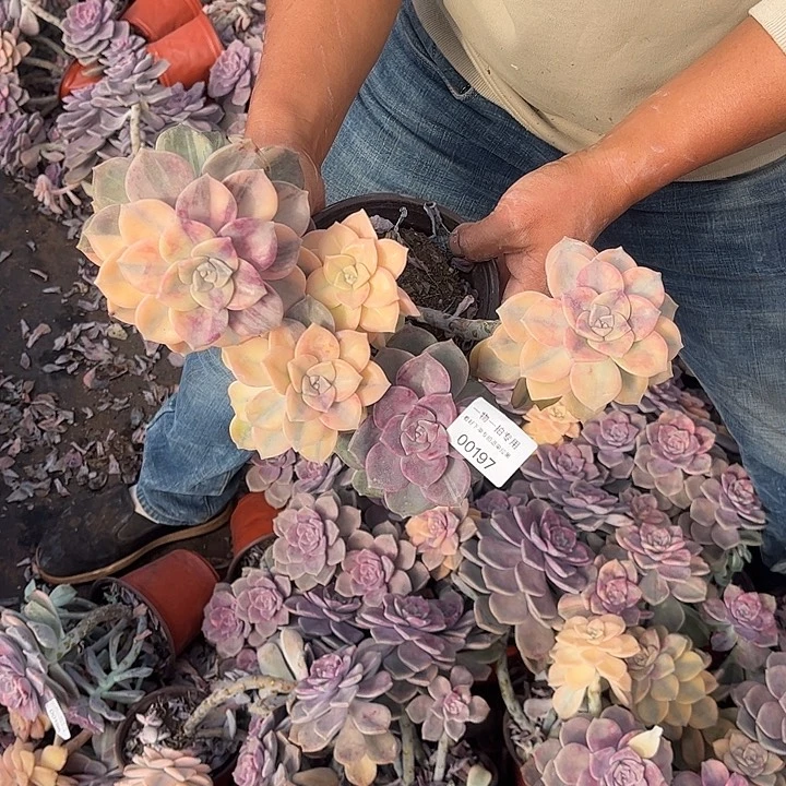 拾***亿紫乐锦群，一物一拍