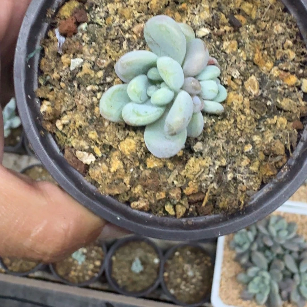 海妮亚 群生 一物一拍