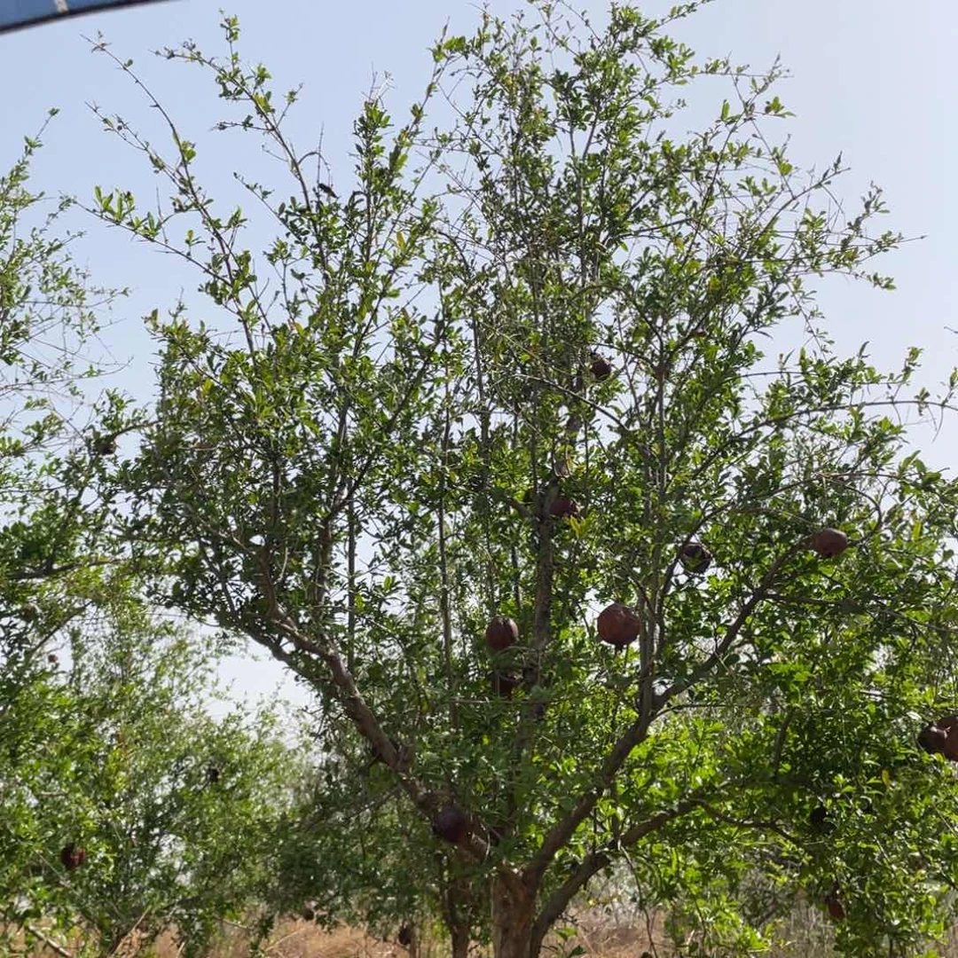 完全开放爱**生盆栽花卉一物一拍