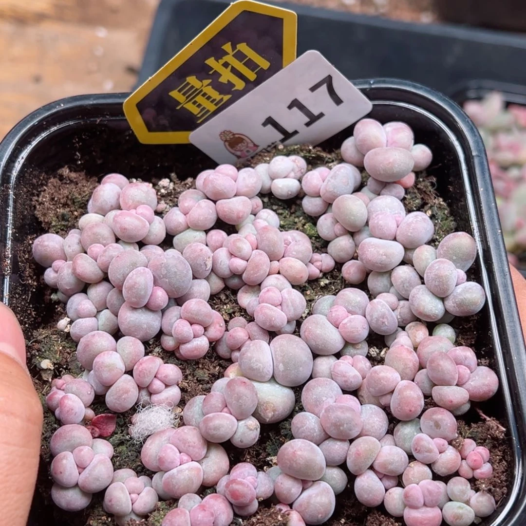 多肉植物多肉植物x