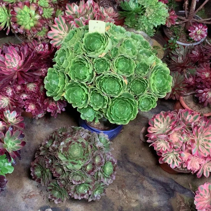 51绿羊绒多肉一物一拍