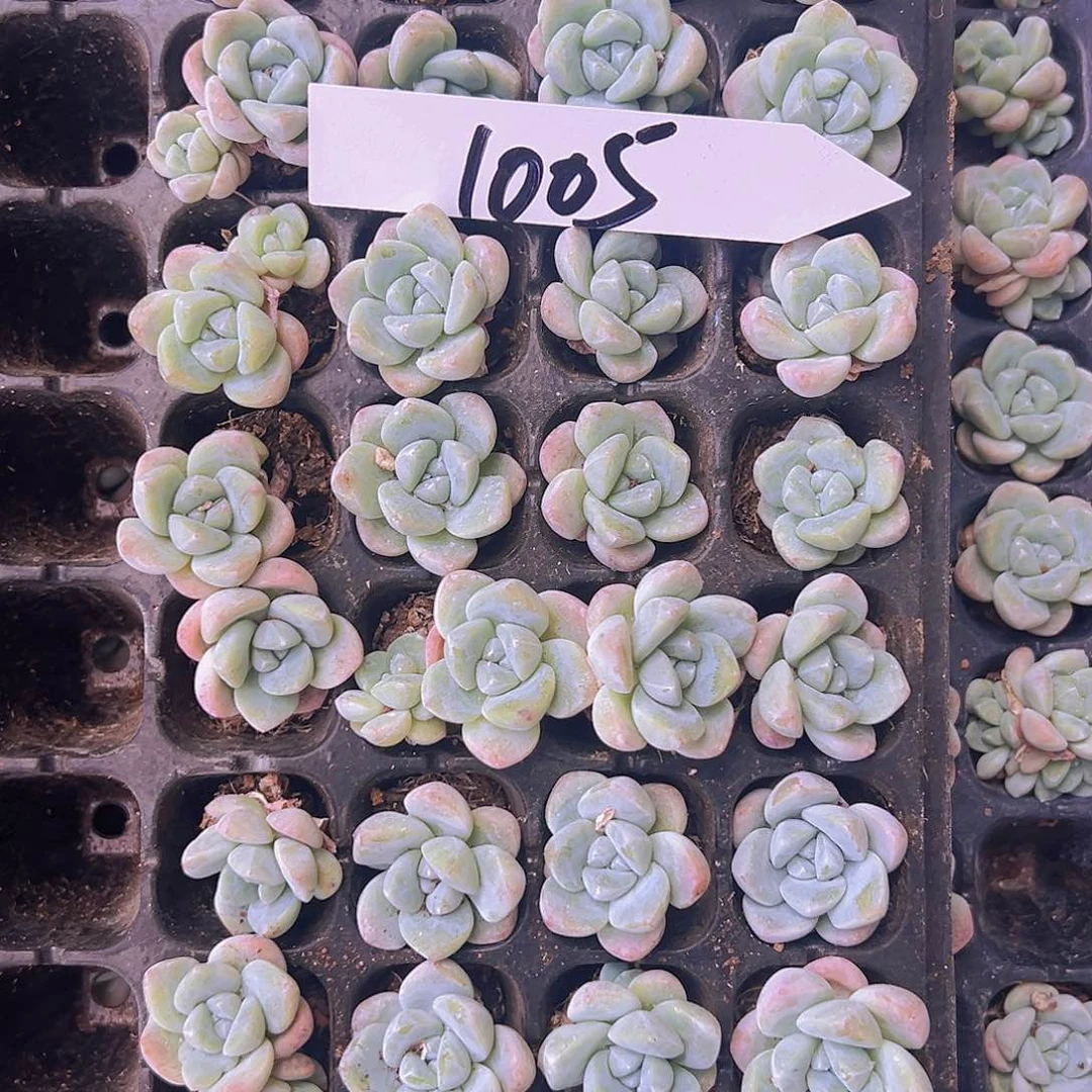 1005！32颗奶油冰大杂烩！