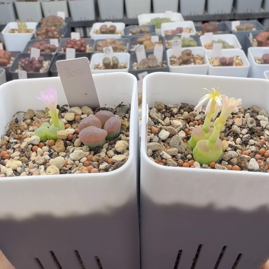 洋**o9/12/c25 羊羊羊 福利款