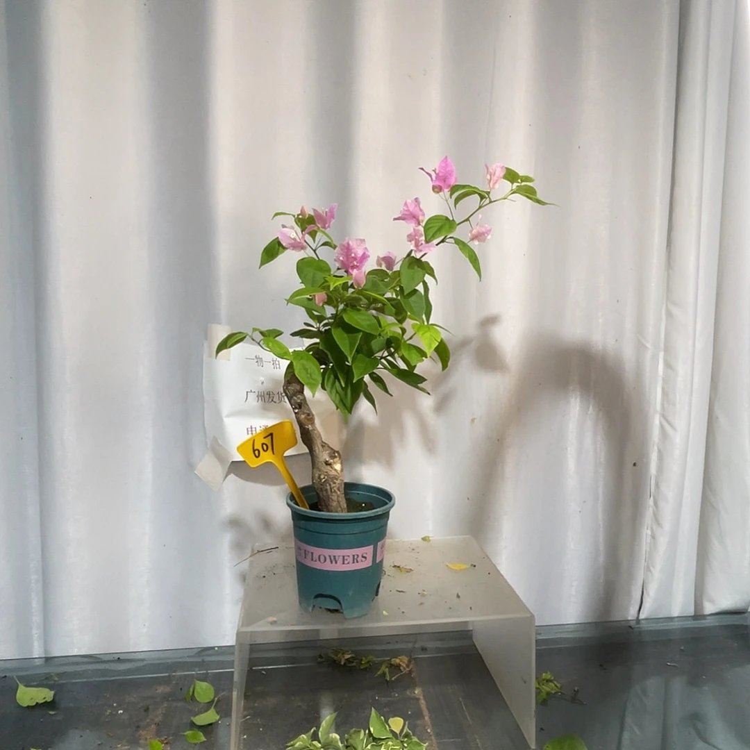 当前无花栽培后可以开花607章红樱桩，粗3.8公分