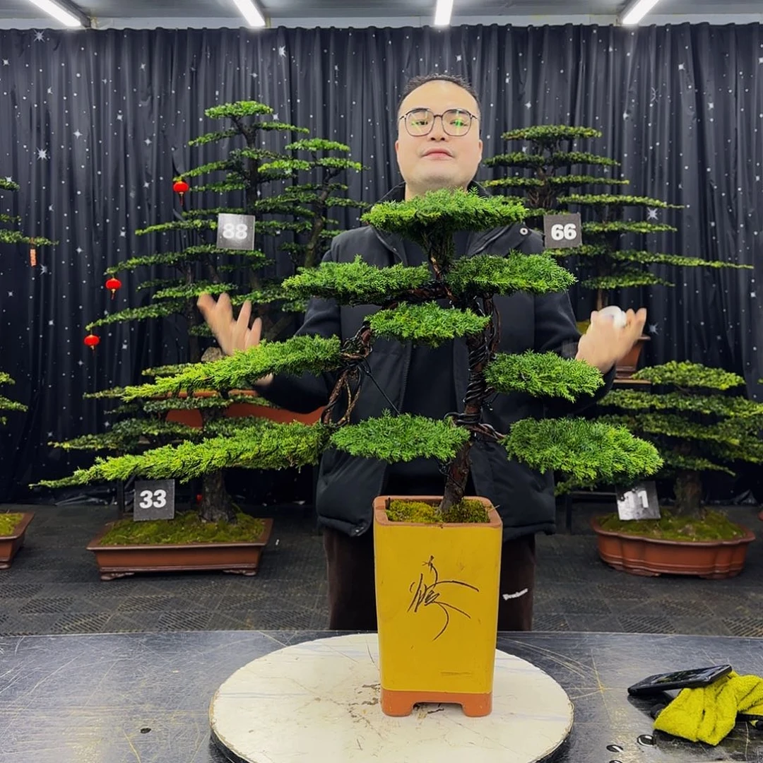 龙爪松高端造型盆景